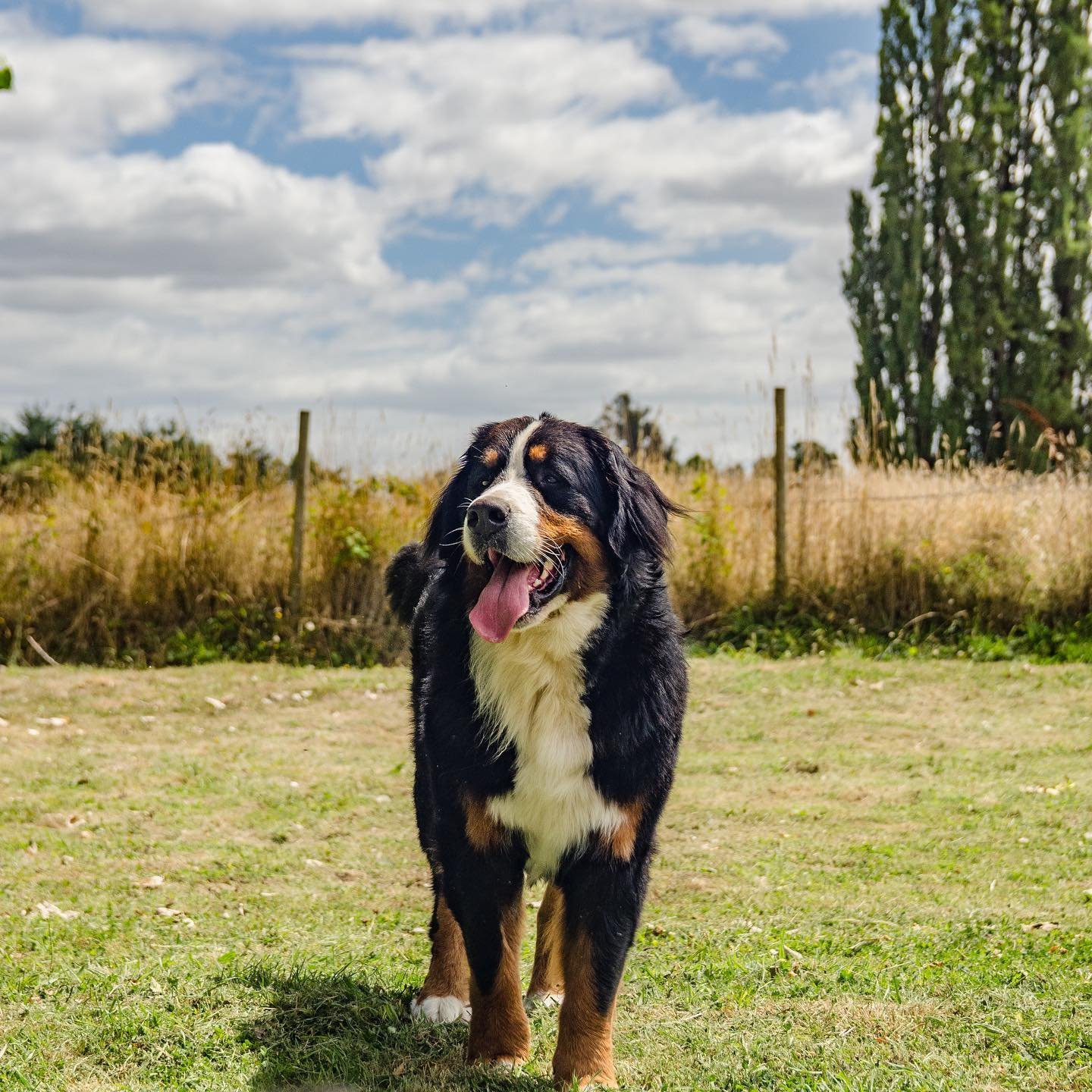 Bernese Mountain Dog father Rocky
