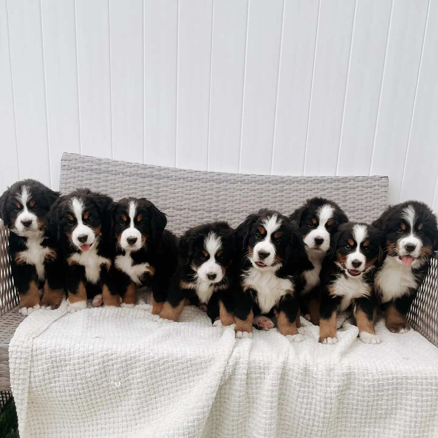 Buy a Bernese Mountain Dog puppy with a health guarantee and age-appropriate vaccinations.