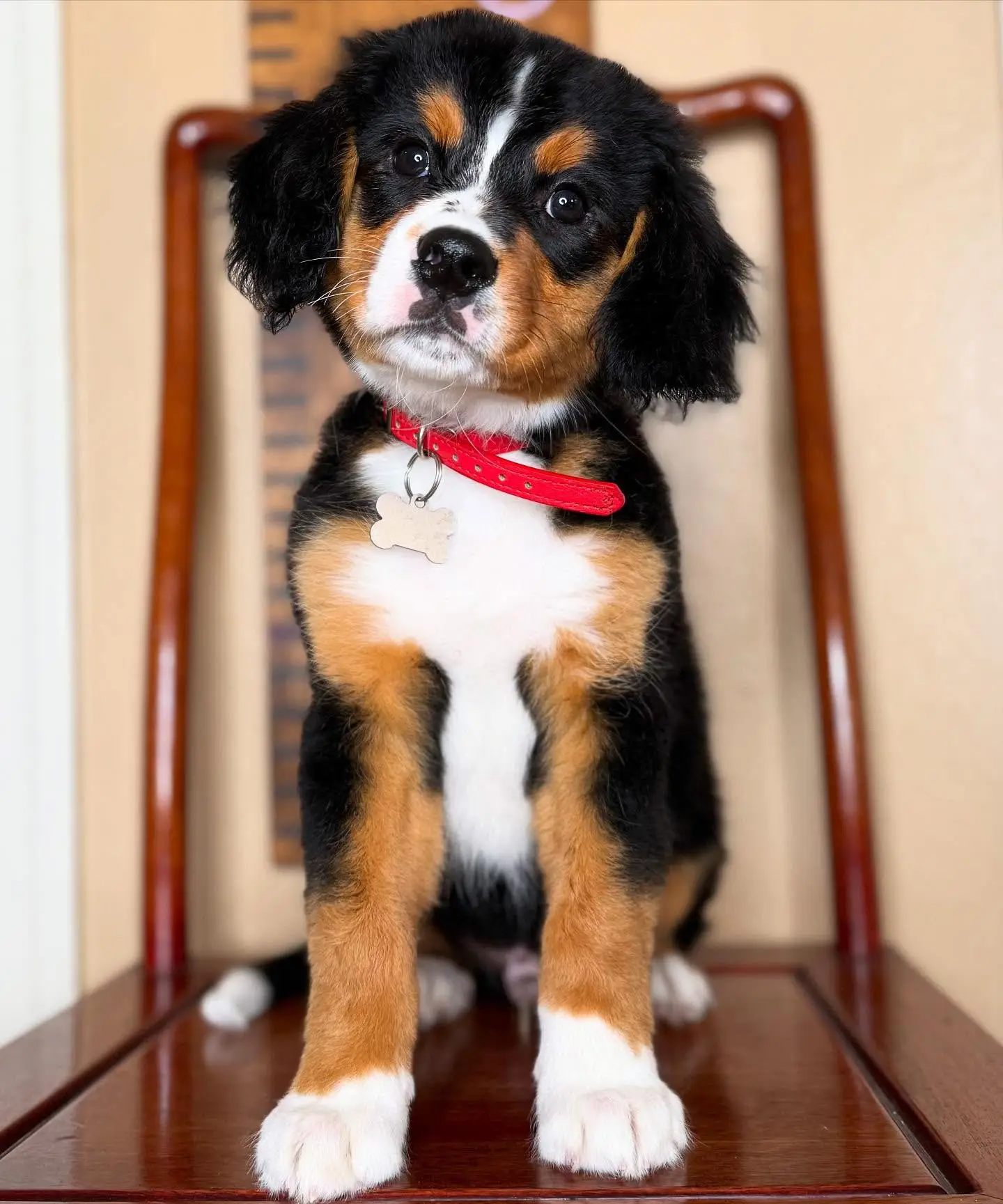 Bernese Mountain Dog puppies for sale at BerneseBuddy