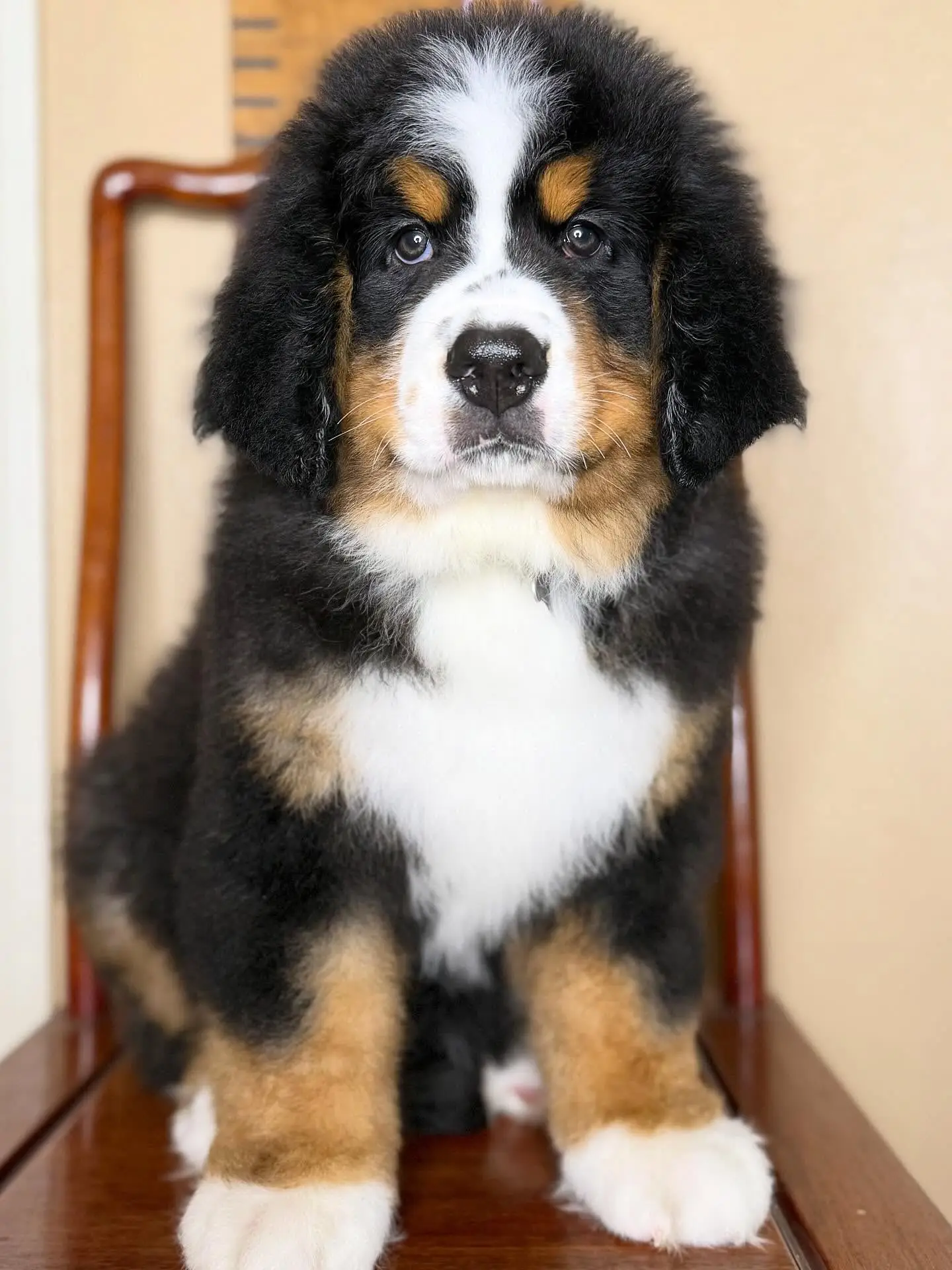 Bernese Mountain Dog puppies for sale raised in a loving family environment