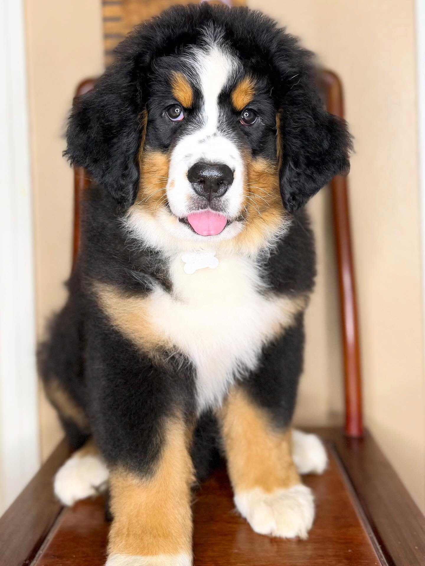 Male Bernese Mountain Dog puppy Graham available in Ohio, Pennsylvania, and Colorado