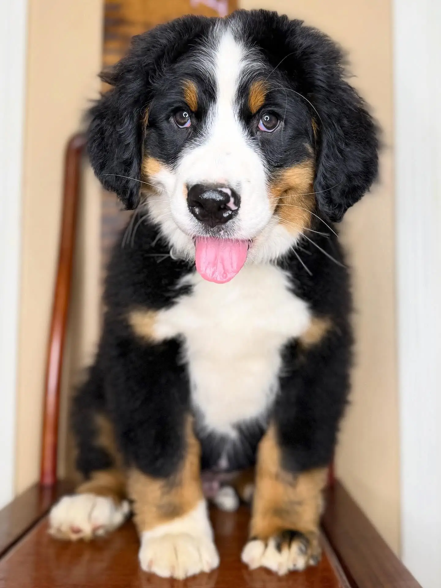 Bernese Mountain Dog puppies for sale