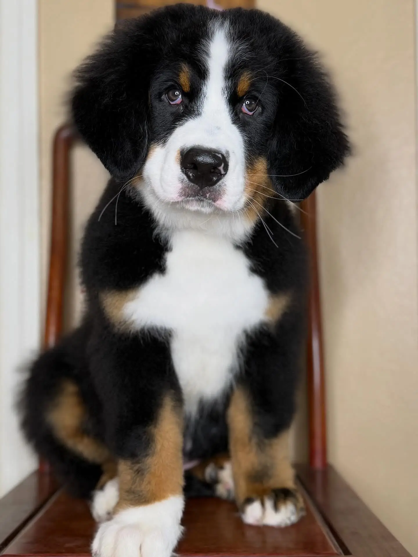 Well-socialized Bernese Mountain Dog puppy Benny