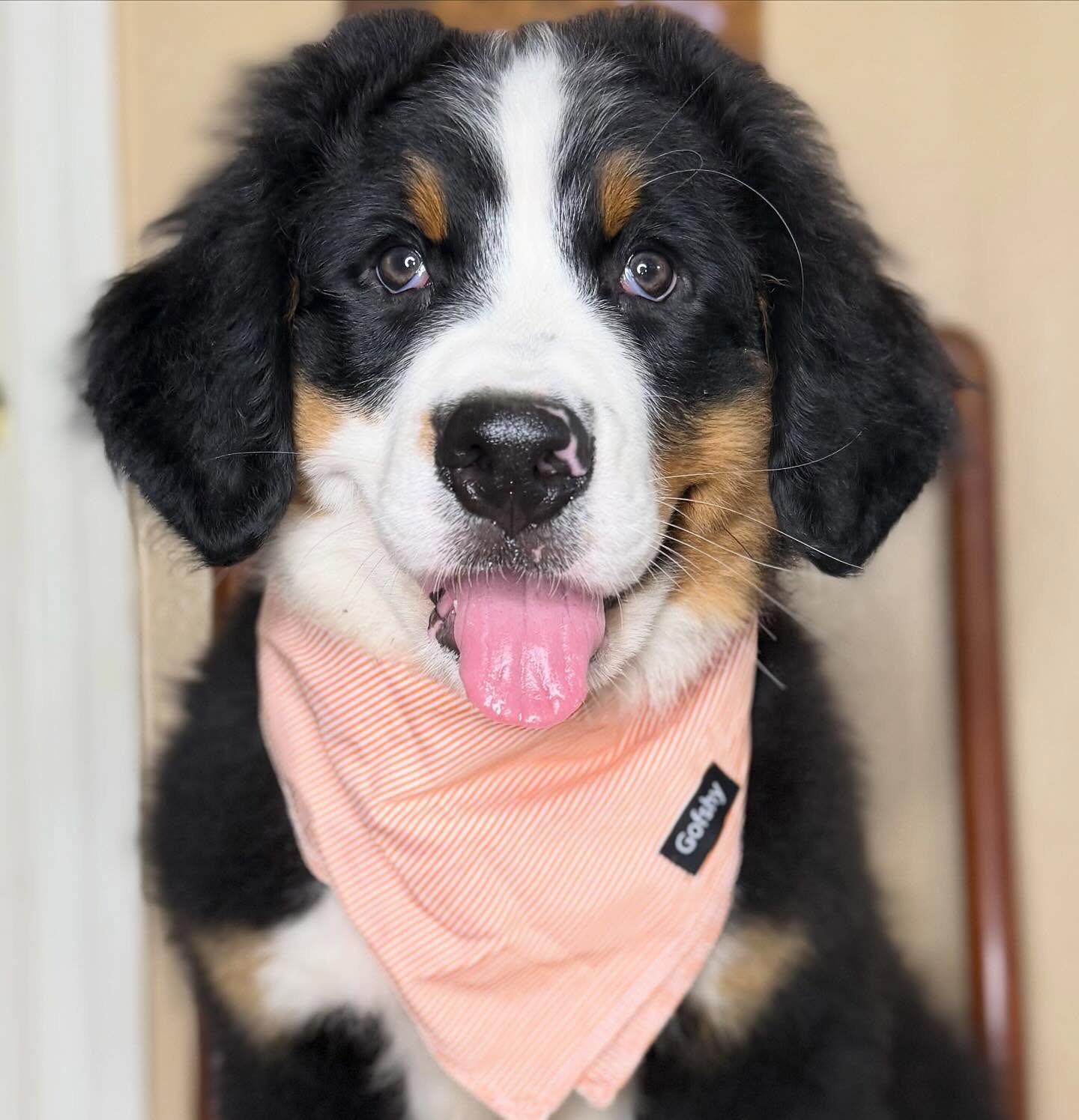 Male Bernese Mountain Dog puppy Benny learning quickly