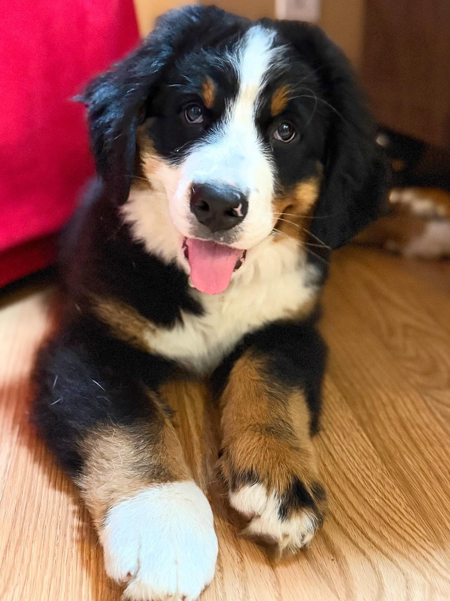 Smart male Bernese Mountain Dog puppy Benny