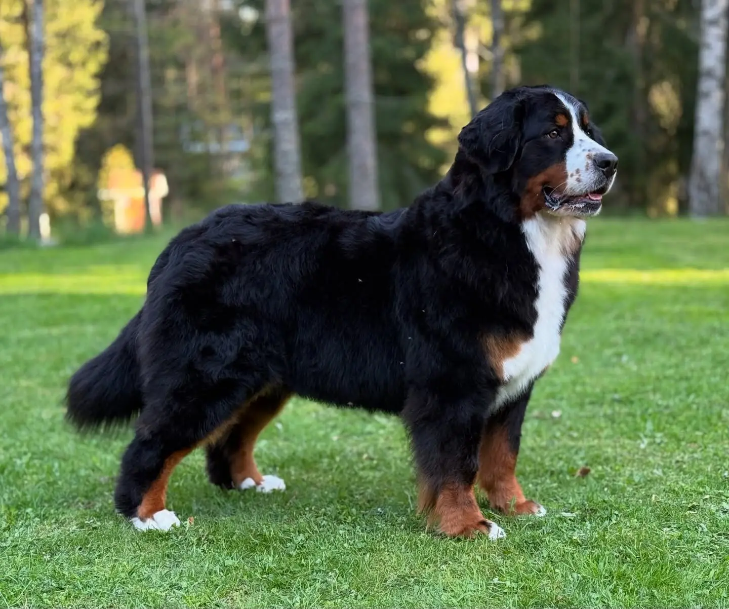Bernese Mountain Dog mother Bella