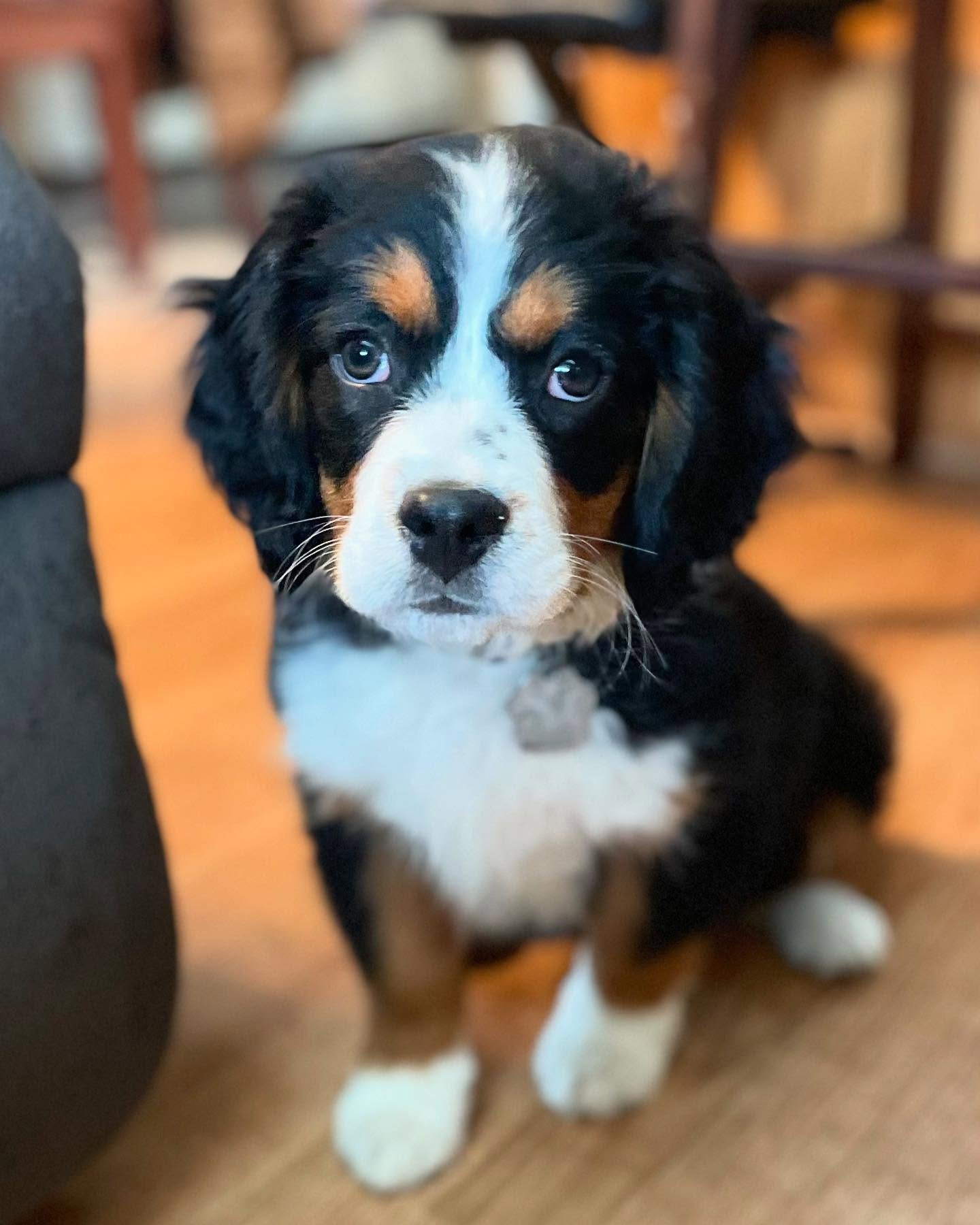 Male Bernese Mountain Dog puppy playing outdoors