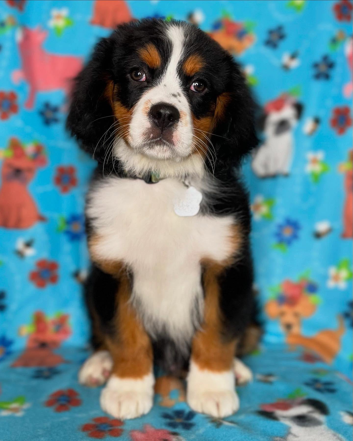 Family-raised male Bernese Mountain Dog puppy Gumbo