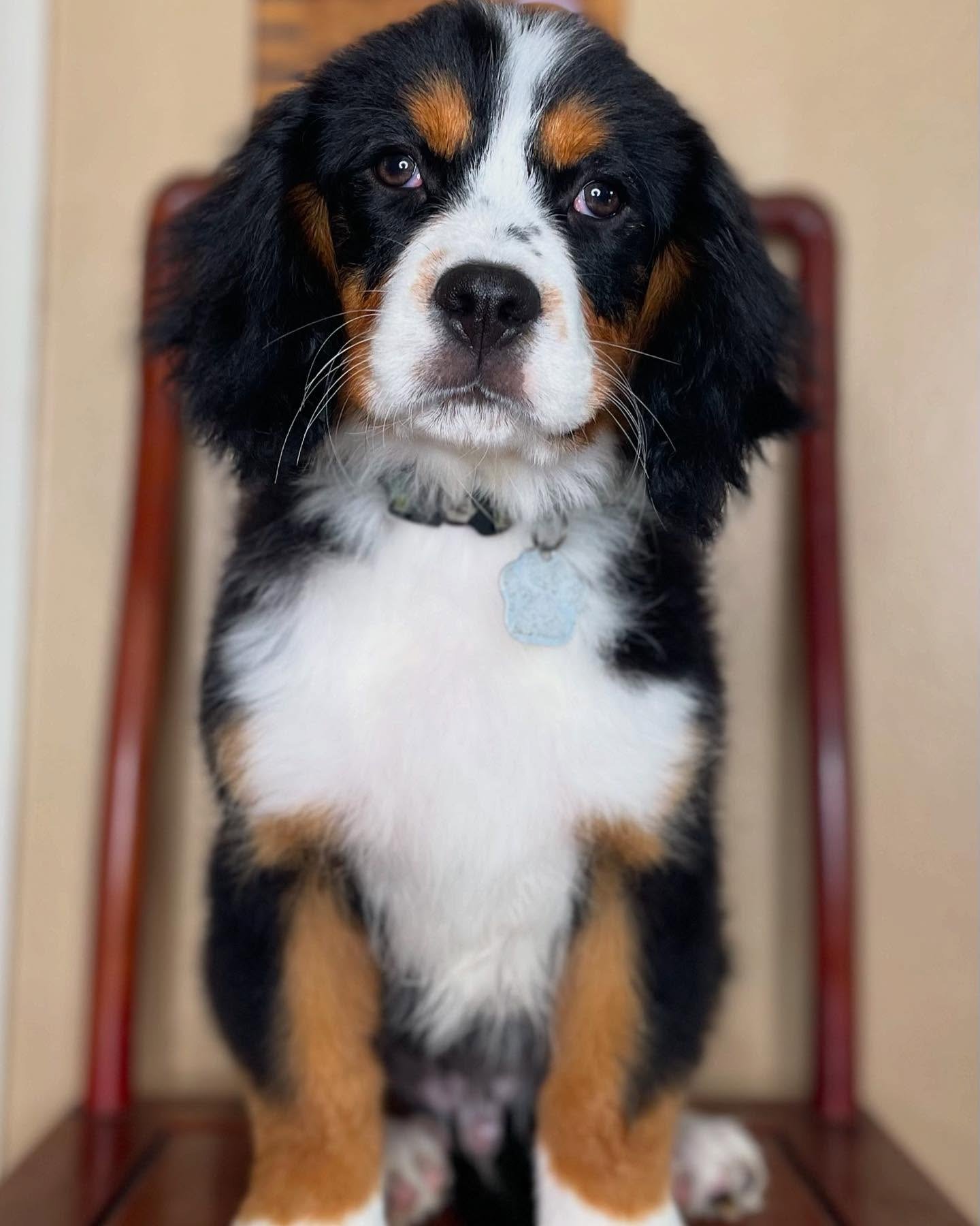 AKC registered male Bernese Mountain Dog puppy Gumbo