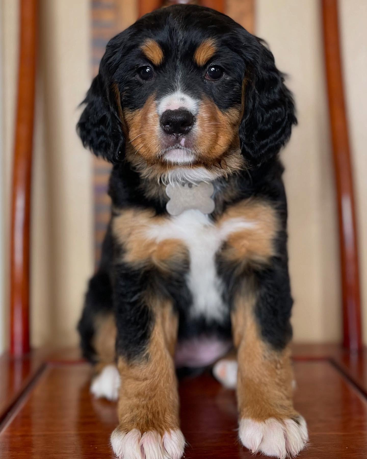 AKC registered female Bernese Mountain Dog puppy Dakota