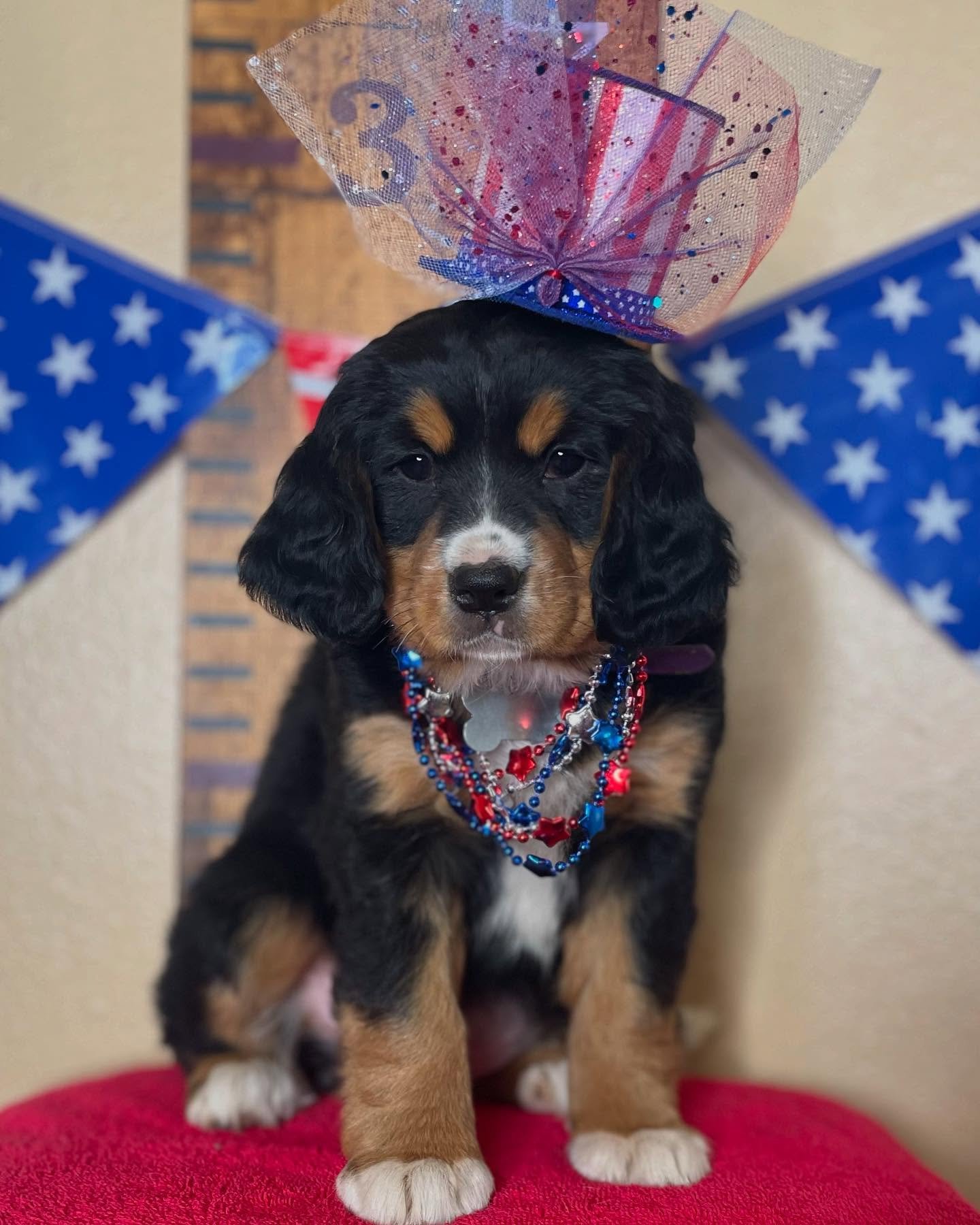 Female Bernese Mountain Dog puppy Dakota playing outdoors