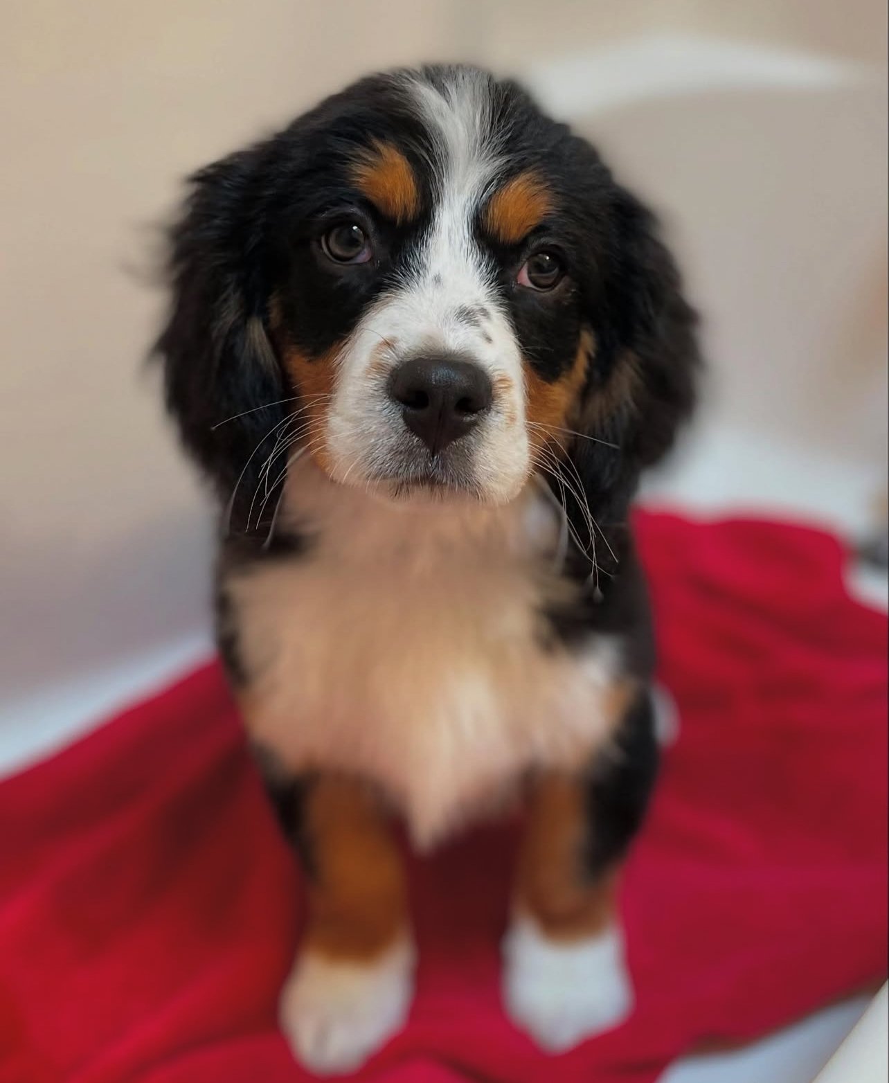 Healthy male Bernese Mountain Dog puppy with classic markings