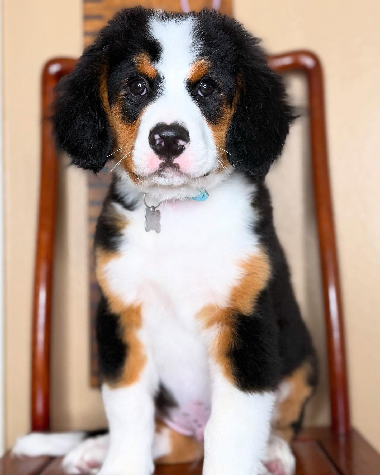 AKC registered male Bernese Mountain Dog puppy Beau
