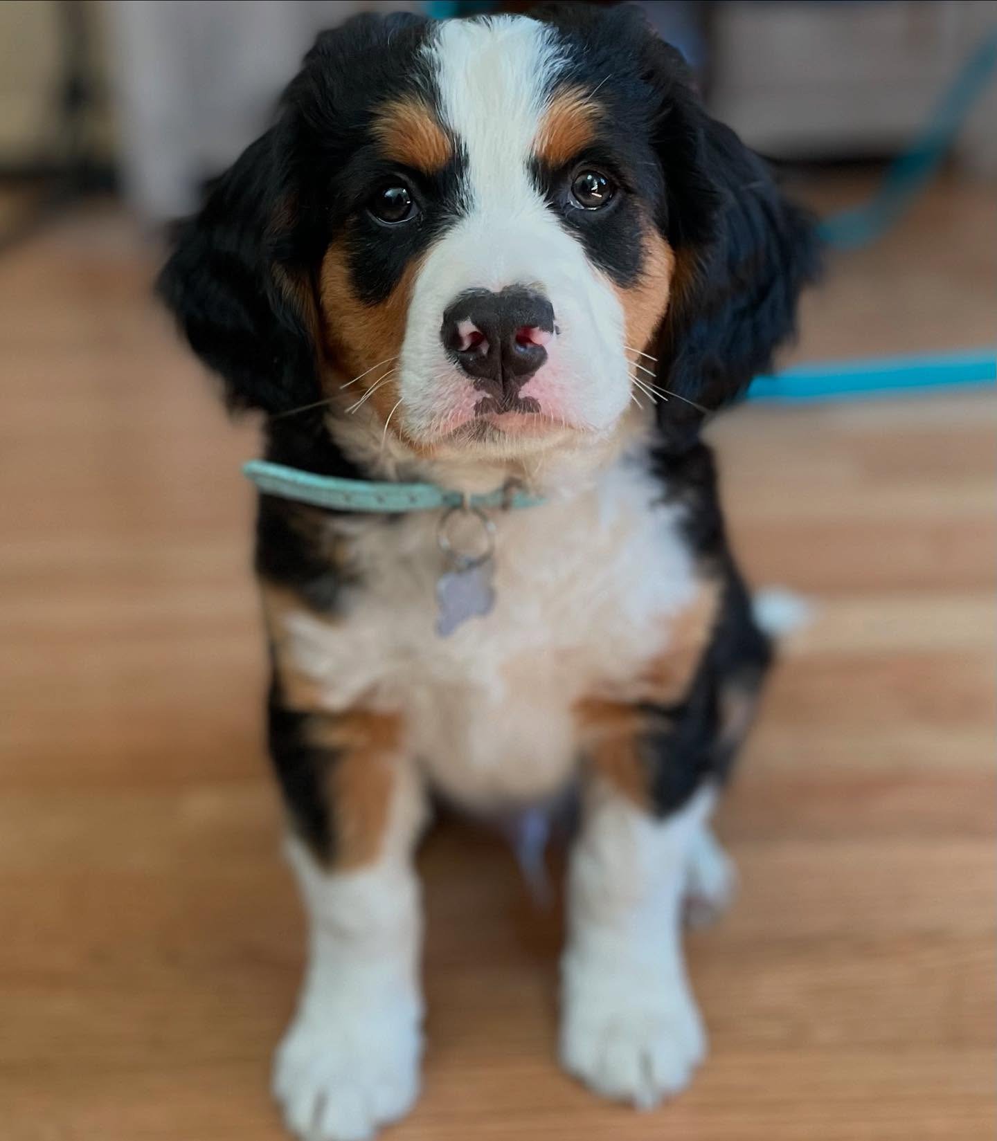 Male Bernese Mountain Dog puppy Beau playing outdoors