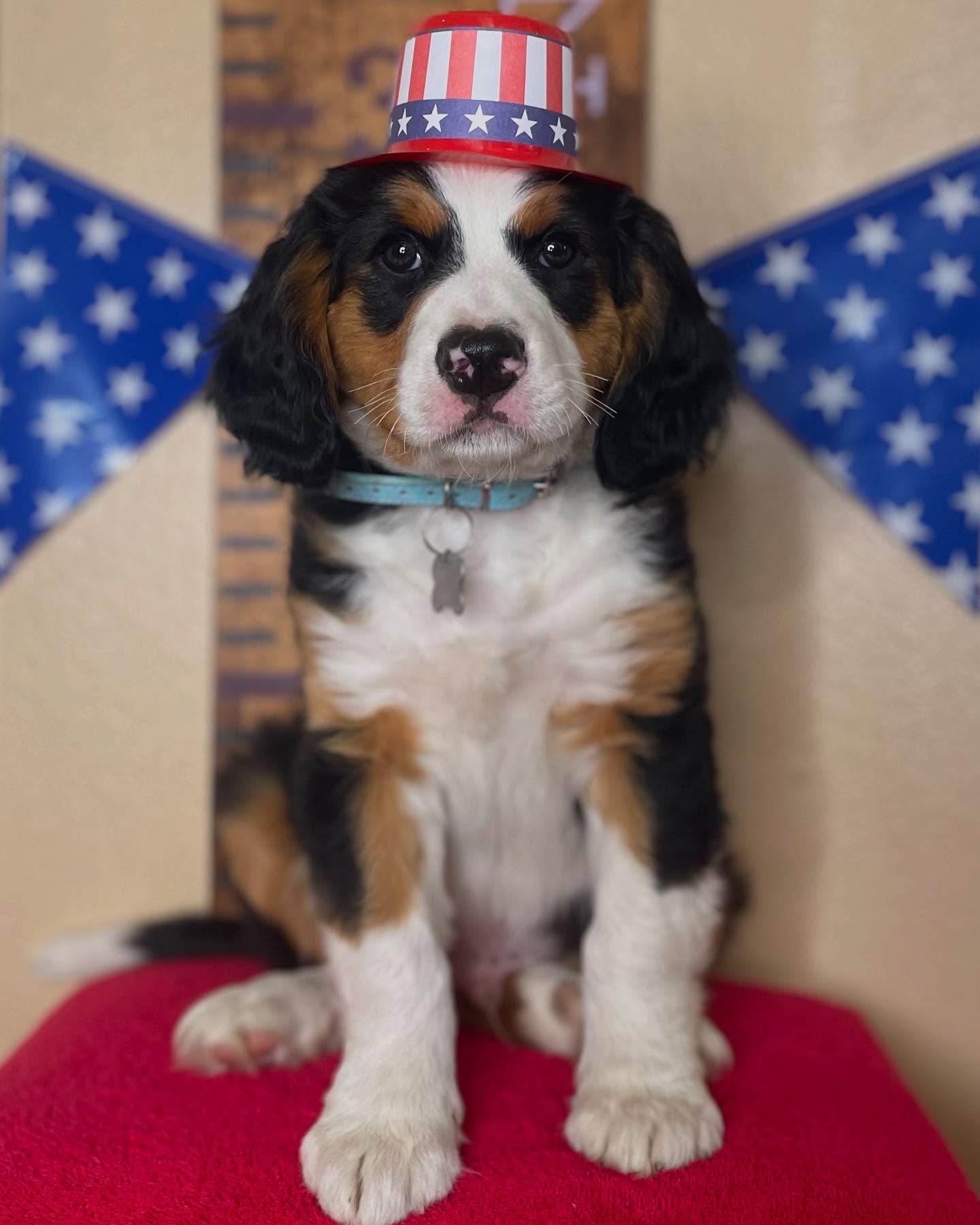Family raised male Bernese Mountain Dog puppy Beau