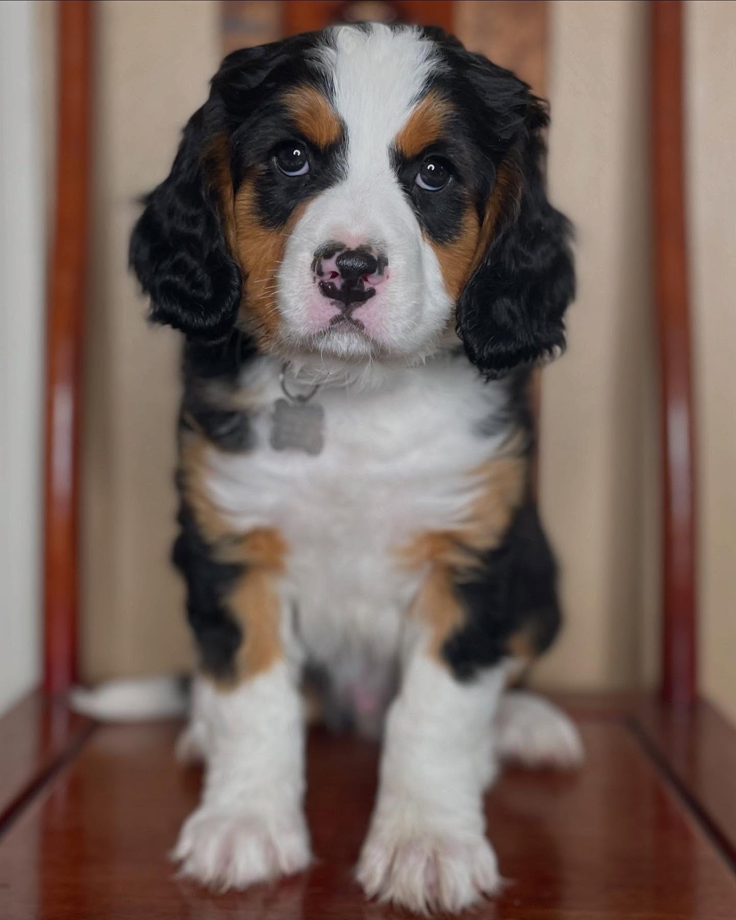 Healthy male Bernese Mountain Dog puppy with classic markings