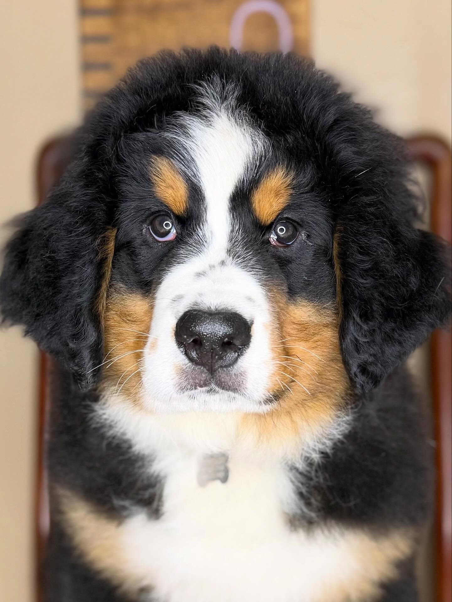 Mellow male Bernese Mountain Dog puppy Graham resting calmly