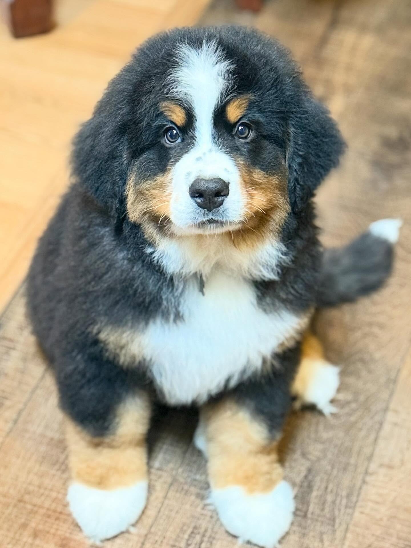 Smart male Bernese Mountain Dog puppy Graham