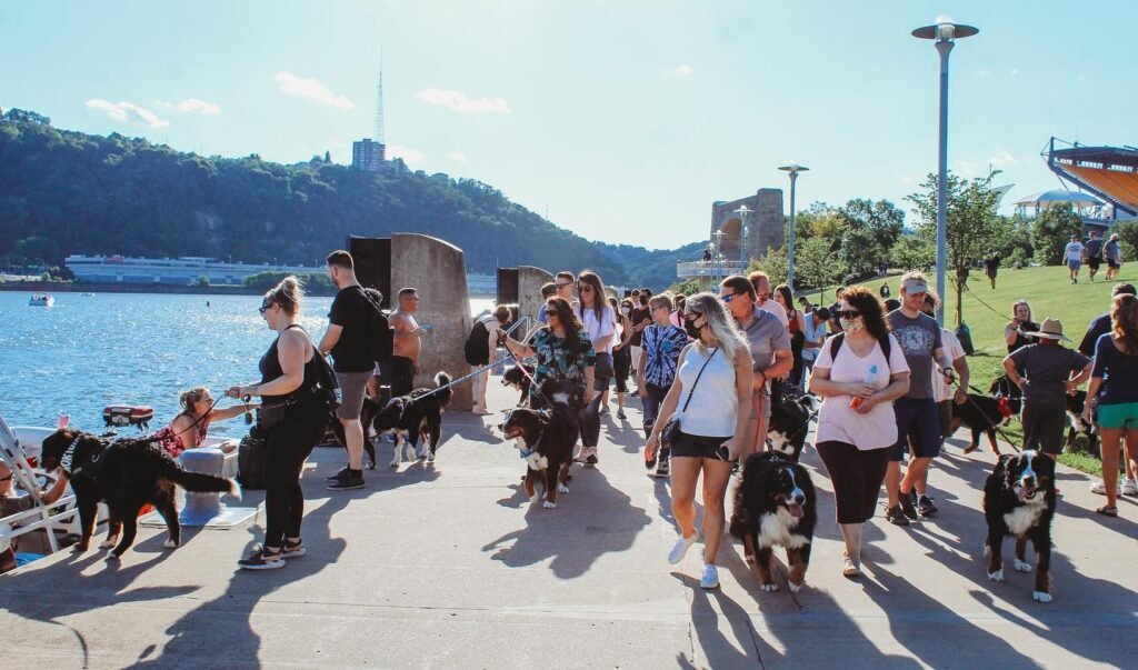 Bernese Mountain Dog puppy playdate with owners Bernese Mountain Dog community event at the park Bernese Mountain Dog training workshop with handler Bernese Mountain Dog social gathering with dog lovers