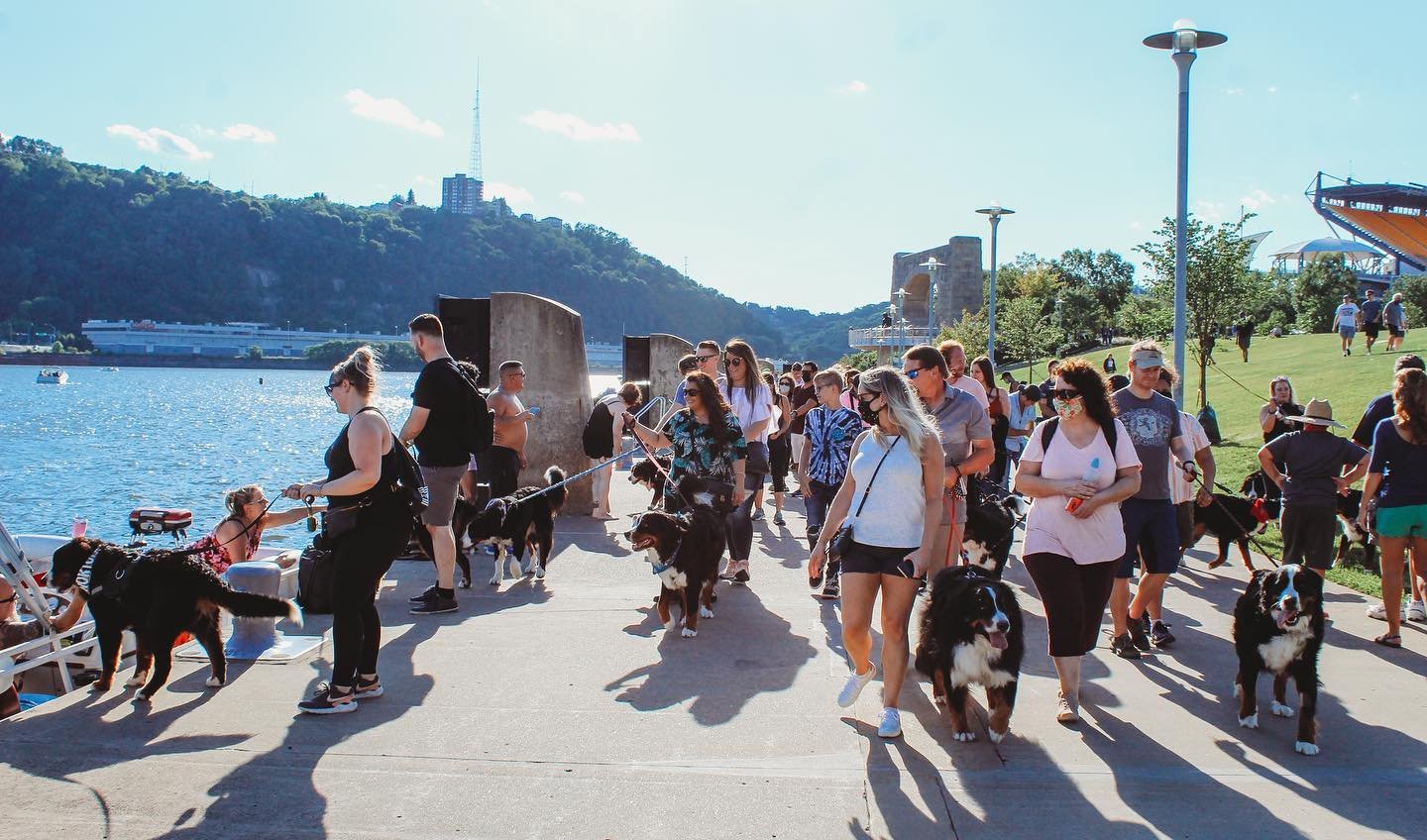 Bernese Mountain Dog puppy playdate with owners Bernese Mountain Dog community event at the park Bernese Mountain Dog training workshop with handler Bernese Mountain Dog social gathering with dog lovers