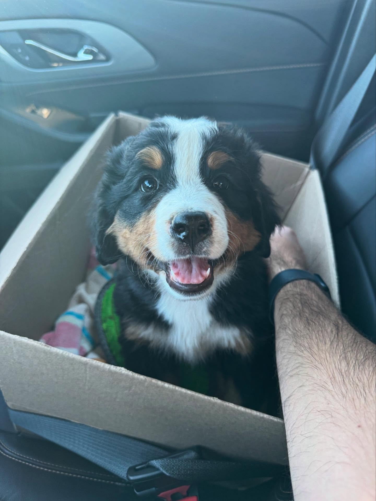 Bernese Mountain Dog puppy ready for in-person pickup Family picking up their Bernese Mountain Dog puppy Bernese Mountain Dog puppy meeting owner at pickup Bernese Mountain Dog puppy ready for in-person pickup Family picking up their Bernese Mountain Dog puppy Bernese Mountain Dog puppy meeting owner at pickup