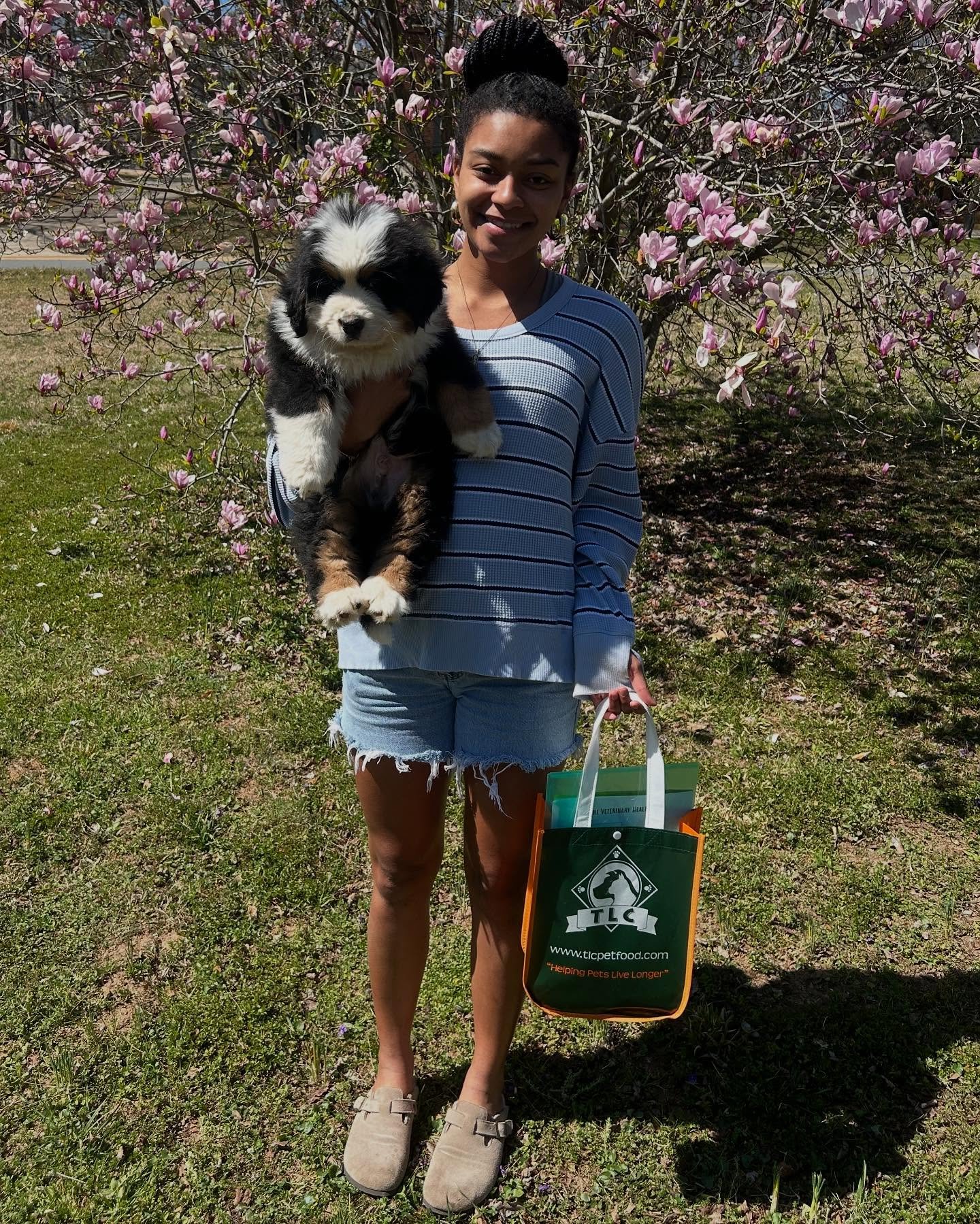 Bernese Mountain Dog puppies for sale known for loyalty strength and family companionship