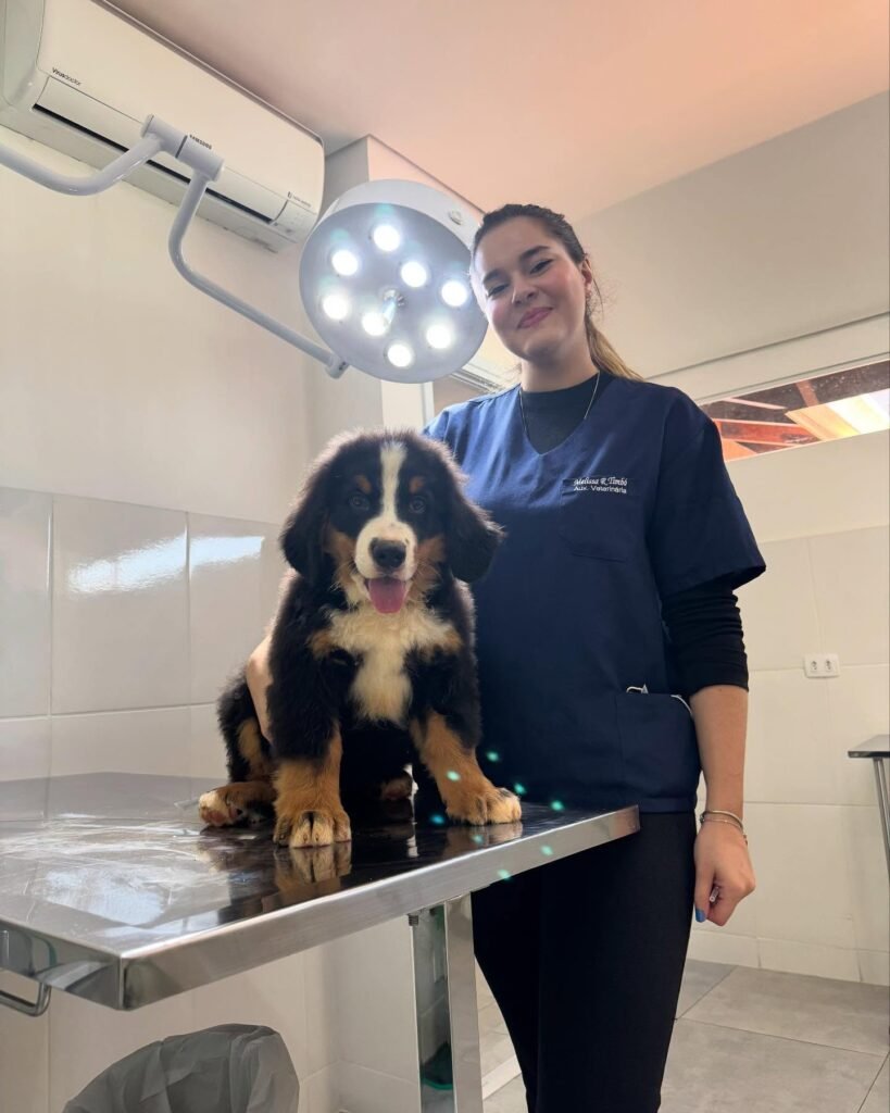 Bernese Mountain Dog health guaranteed puppies at BerneseBuddy