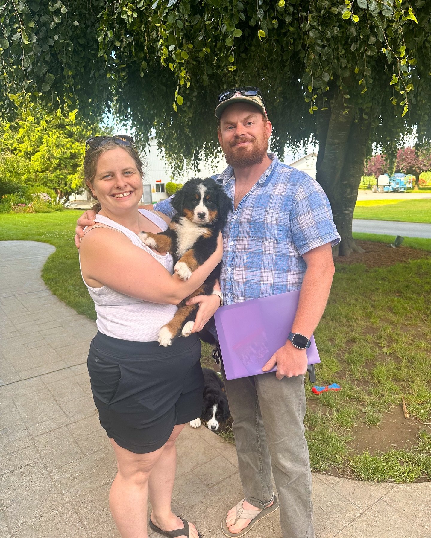 Bernese Mountain Dog puppies for sale with gentle temperament and strong heritage