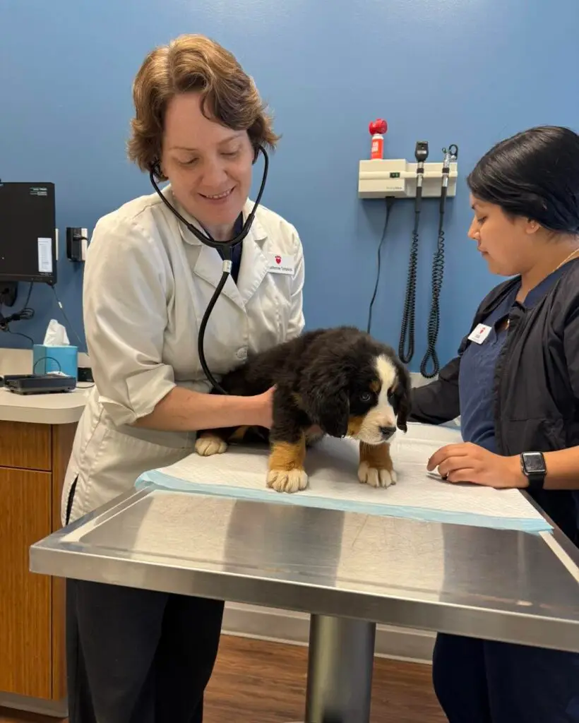 Bernese Mountain Dog puppy refund and deposit policy